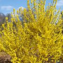 Forsythia x intermedia 'Spring Glory' (2)